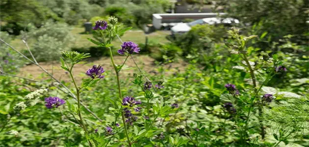 بذور نبات سيرالينيا مع سيروم الباكوتشيول للبشرة المشتق منها لفوائده التجديدية.
